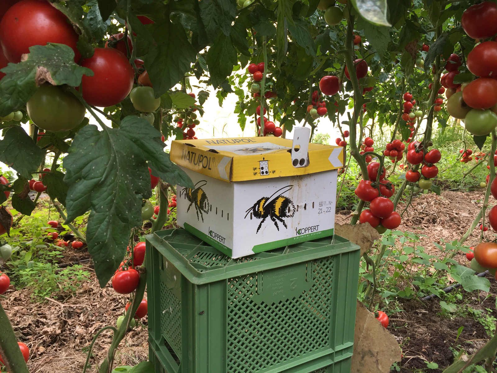 Bienenkiste unter Äpfelbäumen auf dem Demeterhof Witt in Offenburg